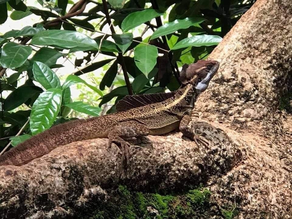 Common Basilisk from Isle of San José, Panamá, PA on September 22, 2017 ...