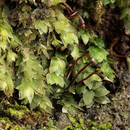 Hookeria acutifolia