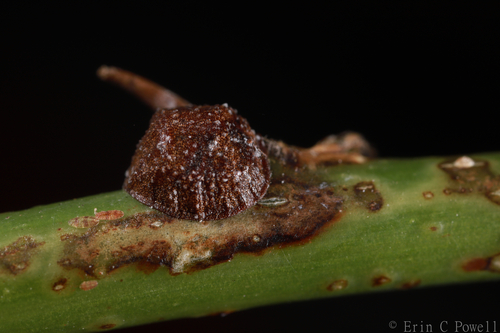 Black Parlatoria Scale