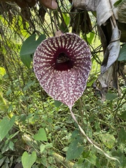 Aristolochia grandiflora image