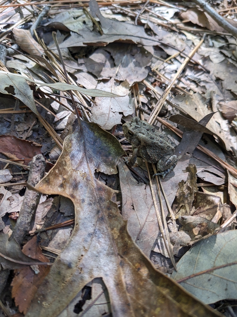 North American Toads from Durham, NC 27705, USA by anita · iNaturalist