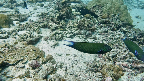 Moon Wrasse — seen at this dive site