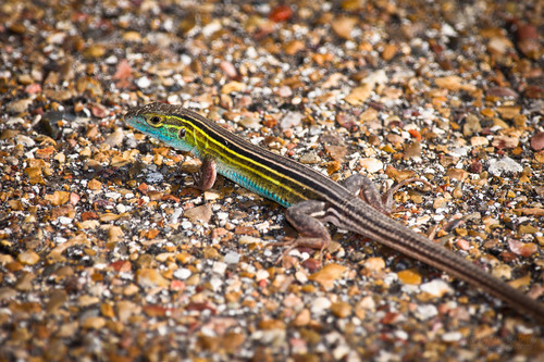 Six-lined Racerunner