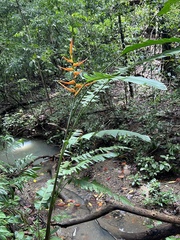 Heliconia latispatha image