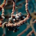 Observation photo