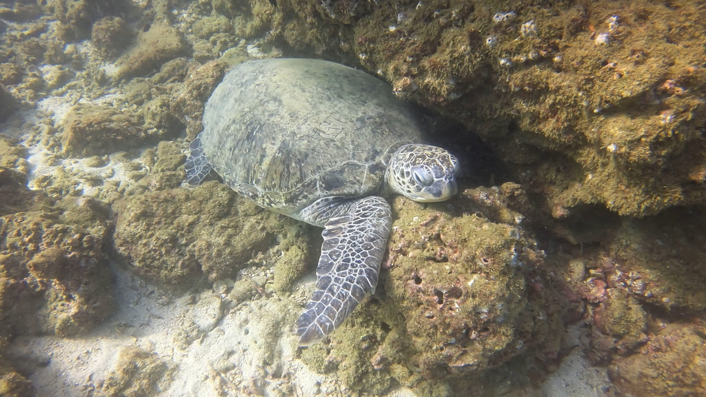 Green Sea Turtle In December 2023 By Sahirdoshi INaturalist   Large 