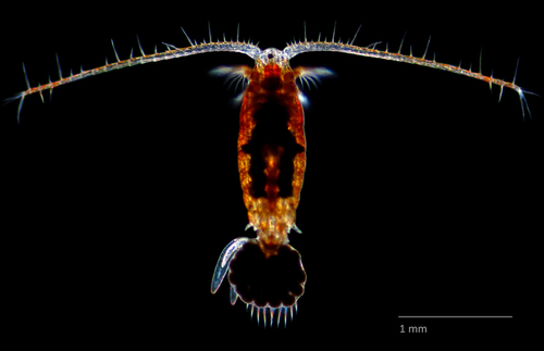 Onychodiaptomus Sanguineus INaturalist onychodiaptomus-sanguineus-inaturalist