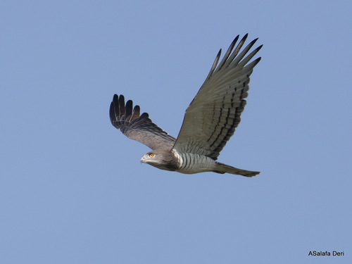 Beaudouin's Snake-Eagle