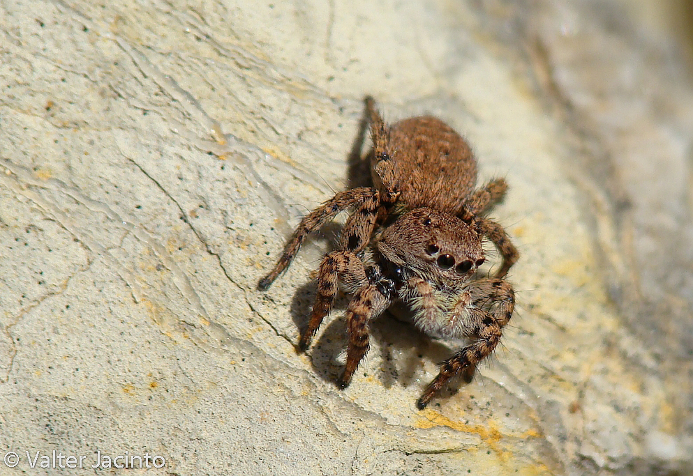 V-Signed Jumping Spider from Caliços, Faro, Portugal on March 16, 2008 ...