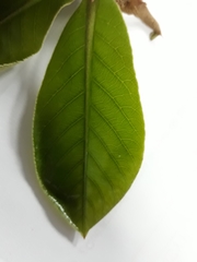 Terminalia catappa image