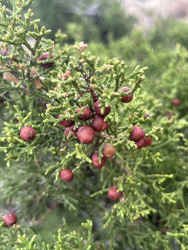 redberry juniper from Queens Hwy, Carlsbad, NM, US on December 19, 2023 ...