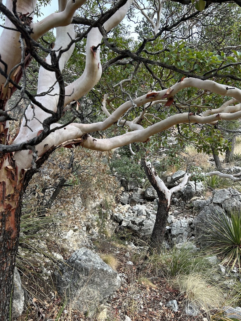 Texas madrone in December 2023 by Kainoa Lee · iNaturalist