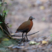 Madagascar Forest Rail - Photo (c) Max Omick, all rights reserved, uploaded by Max Omick