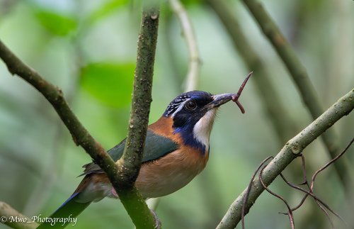 Pitta-like Ground-Roller