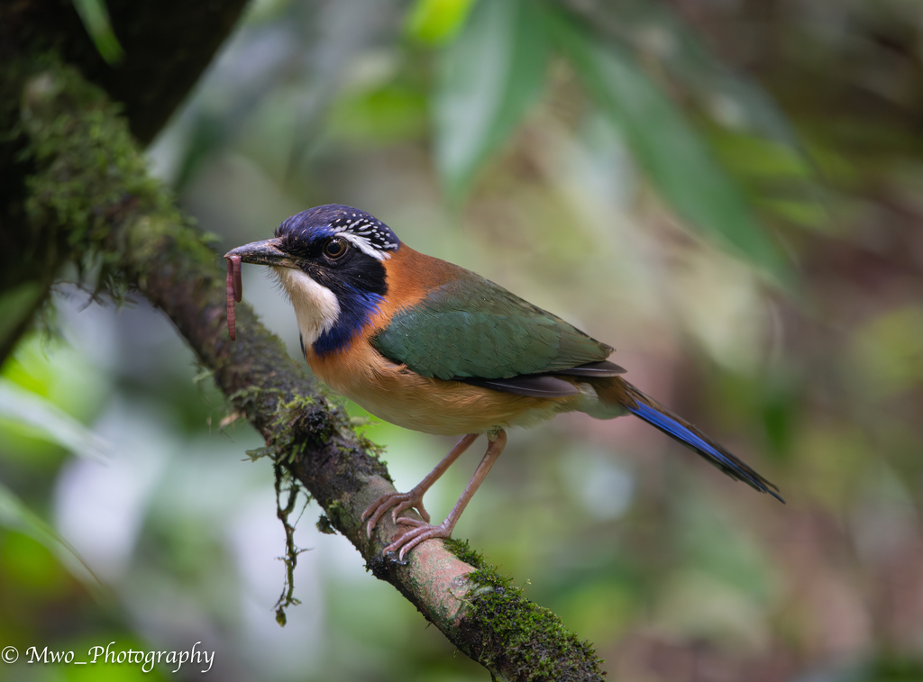 Pitta-like Ground-Roller (Atelornis pittoides) photo