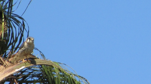 American Kestrel