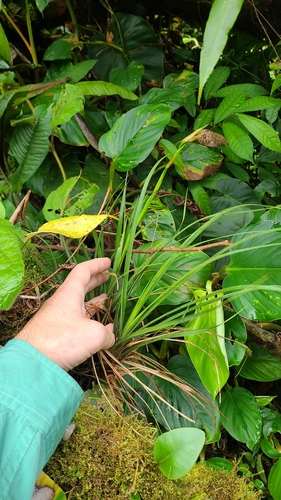 Werauhia graminifolia image