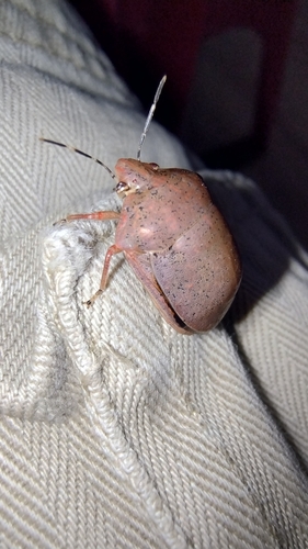 Kernegaster poecilus