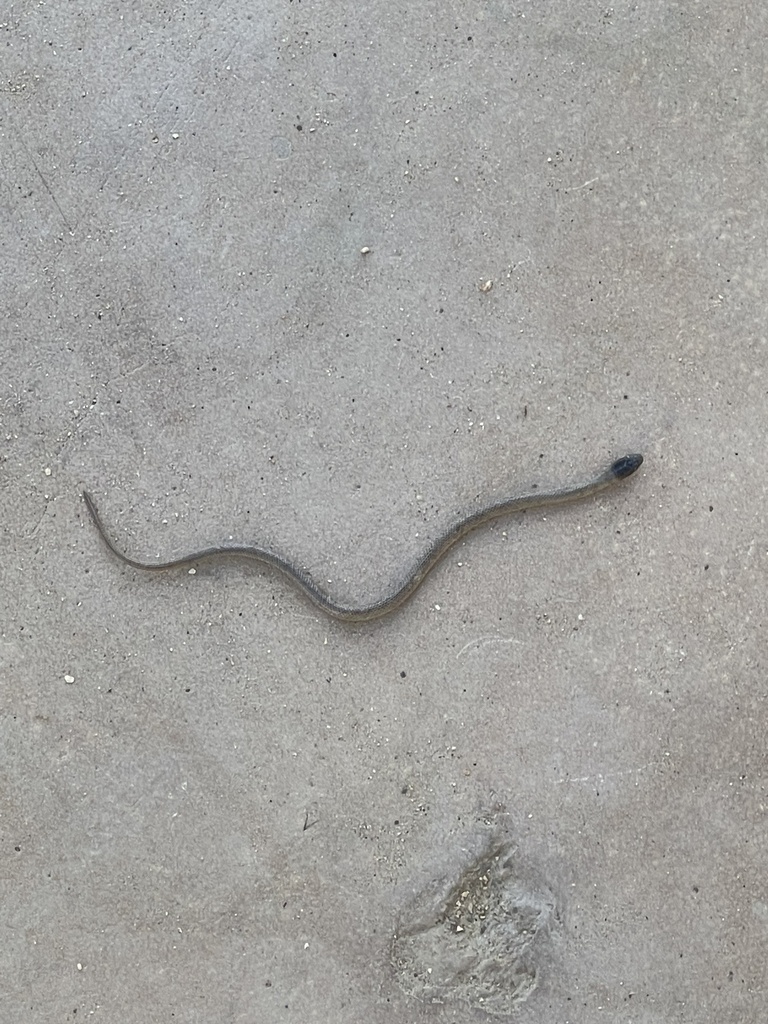 Ground Snake from N High Noon Way, Phoenix, AZ, US on December 21, 2023 ...