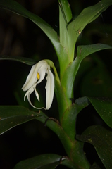 Maxillaria inaudita image