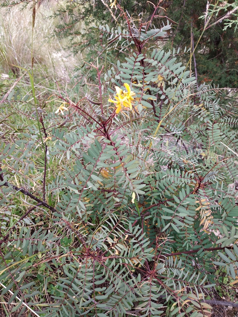 Moto moto, takarkaya (Senna aymara) · NaturaLista Colombia