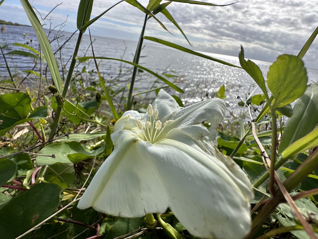 Moonflower from Fellsmere Rd, Vero Beach, FL, US on December 21, 2023