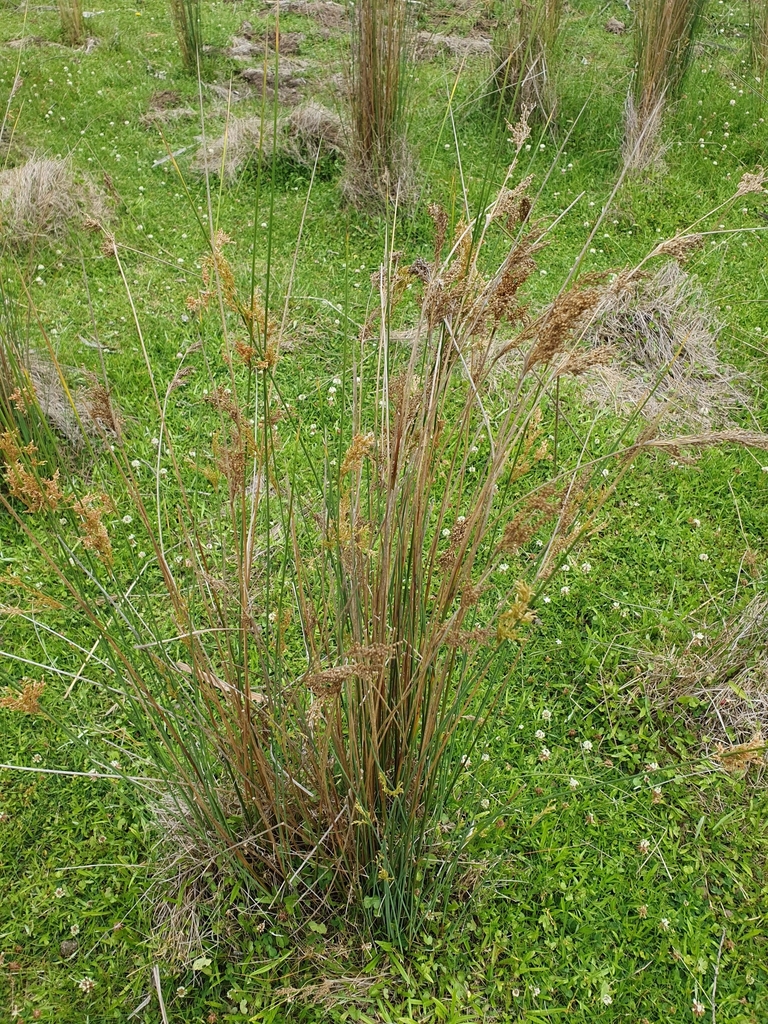 australian rush from Peak View NSW 2630, Australia on December 22, 2023 ...