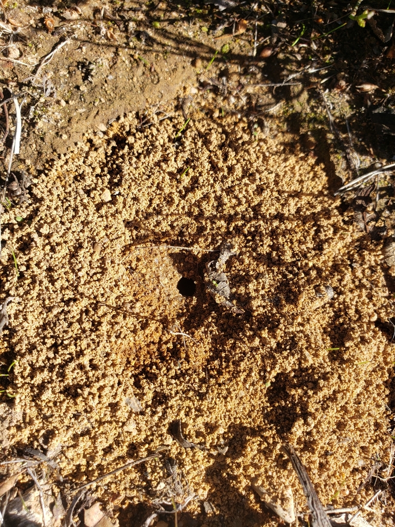 American Winter Ant from Bonny Doon Ecological Reserve, Santa Cruz ...