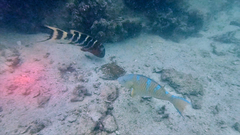 Bluebarred parrotfish