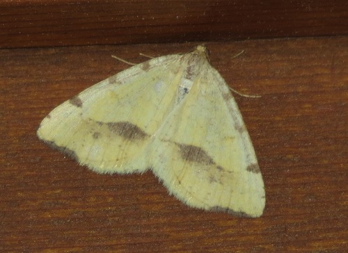 Macaria occiduaria