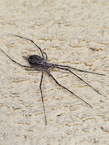 Typical Two-tailed Spiders