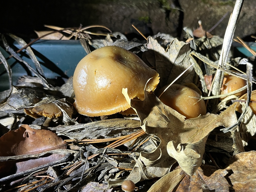 Hymenogastraceae in December 2023 by jhbinaturalist · iNaturalist