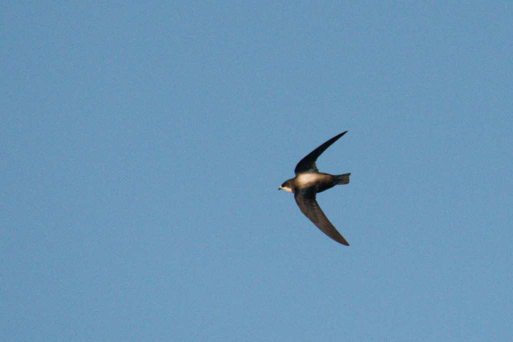 White-throated Needletail from Binder, Khentii, Mongolia on June 19 ...