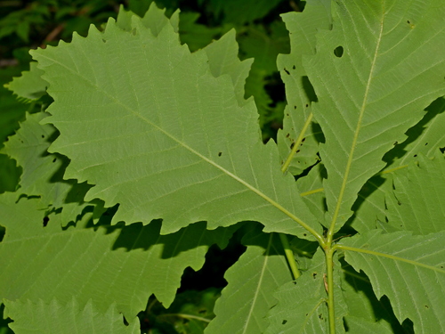 Mongolian Oak