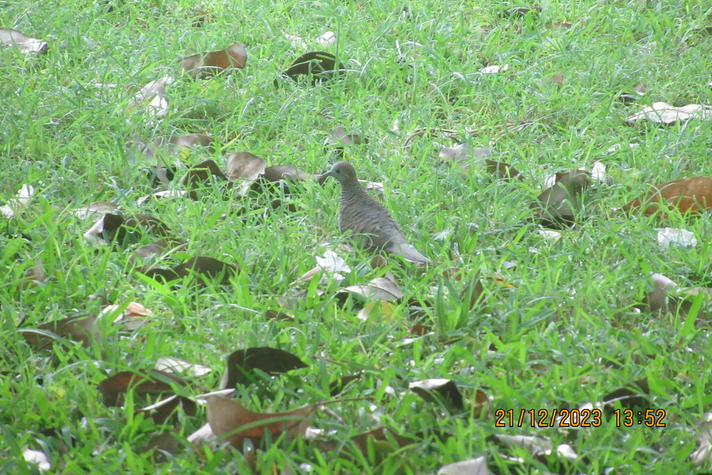 Zebra Dove from Balfour Garden, 24 Shand Street, Beau Bassin-Rose Hill ...