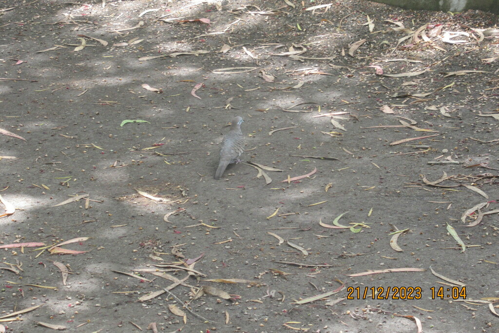 Zebra Dove from Balfour Garden, 24 Shand Street, Beau Bassin-Rose Hill ...