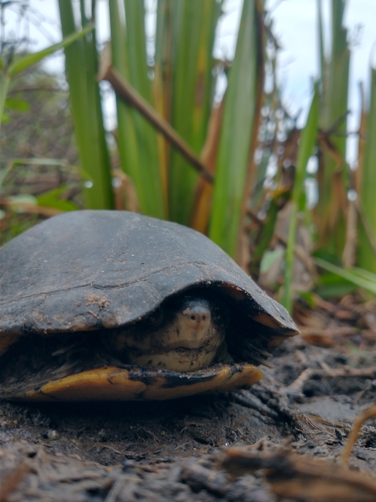 Mexican Mud Turtle from 62625 Mor., México on July 28, 2023 at 0812 AM