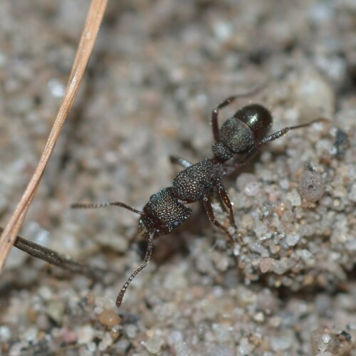 Rhytidoponera borealisRhytidoponera borealis