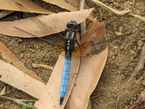 Broad Skimmer