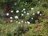 Sheathed Cotton-Grass - Photo (c) Steve Faccio, all rights reserved, uploaded by Steve Faccio