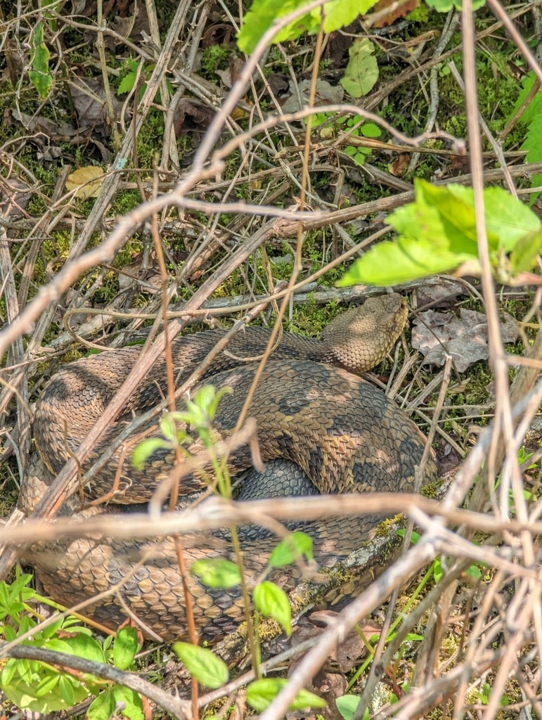 Timber Rattlesnake in May 2023 by Maria Dunlavey · iNaturalist