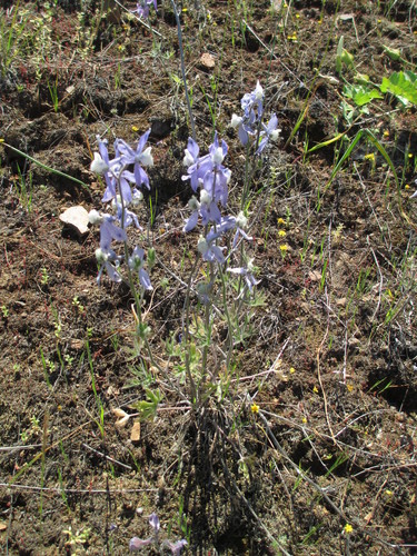 Delphinium variegatum ssp. thornei