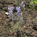 Delphinium variegatum thornei - Photo (c) ehavstad, όλα τα δικαιώματα διατηρούνται