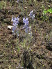 Delphinium variegatum thornei - Photo (c) ehavstad, todos los derechos reservados