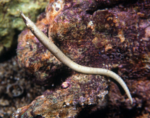 Ball's Pipefish