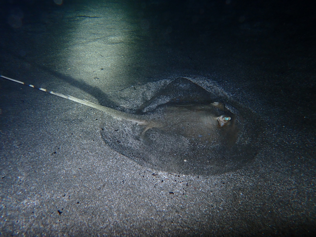 Masked Ray Oriental Bluespotted Maskray in July 2023 by 張凱 Kai Chang · iNaturalist