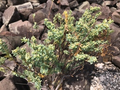 Euphorbia mesembryanthemifolia image