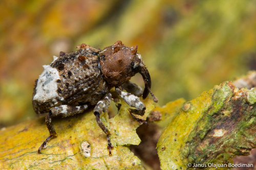 Colobodes formosanus · iNaturalist