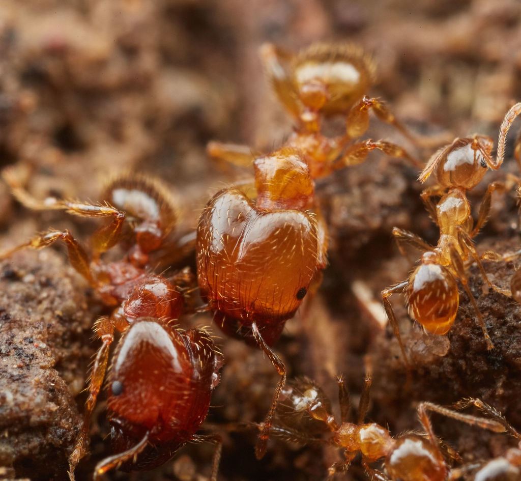 Coastal Brown Ants