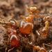 熱帶大頭家蟻 - Photo 由 Philip Herbst 所上傳的 (c) Philip Herbst，保留所有權利